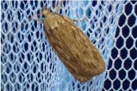 Depressaria daucella