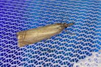 Chrysoteuchia culmella