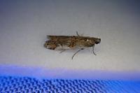 Pempelia palumbella