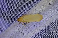 Katha depressa