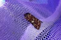 Anarta myrtilli