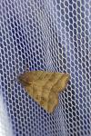 Ipimorpha retusa
