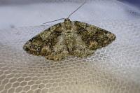 Cleorodes lichenaria