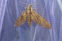 Hyloicus pinastri