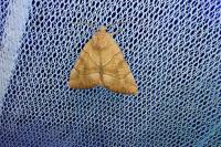 Cosmia trapezina