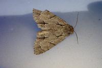 Acronicta psi