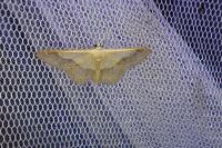 Idaea aversata