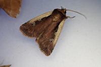 Ochropleura plecta