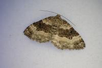 Epirrhoe alternata