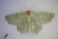 Thalera fimbrialis