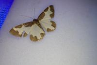 Lomaspilis marginata