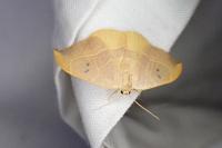 Watsonalla binaria