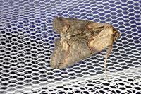Abrostola triplasia