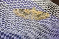 Eupithecia pulchellata