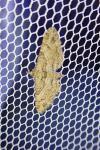 Gymnoscelis rufifasciata