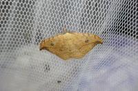 Drepana falcataria