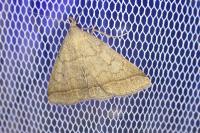 Zanclognatha lunalis