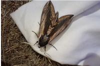 Sphinx ligustri