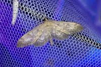 Anania lancealis
