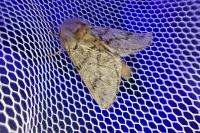 Thaumetopoea pityocampa
