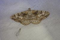 Alcis repandata