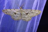 Hypomecis roboraria
