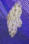 Ectropis crepuscularia