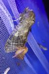 Cossus cossus