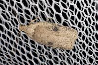 Agonopterix propinquella