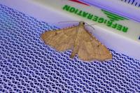 Endotricha flammealis