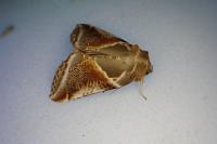 Habrosyne pyritoides