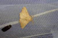 Malacosoma neustria