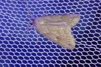 Pachycnemia hippocastanaria