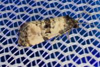 Cochylis atricapitana