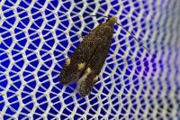 Stomopteryx flavipalpella