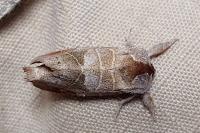 Clostera pigra