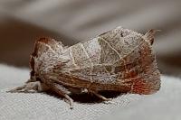 Clostera pigra