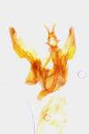 Agdistis satanas
