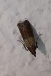 Plodia interpunctella