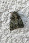 Polyphaenis sericata