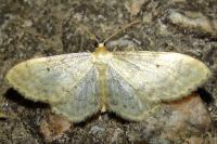 Idaea fuscovenosa