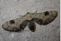 Eupithecia centaureata