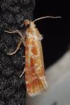 Rhyacionia buoliana