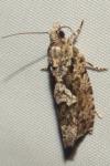 Zeiraphera isertana