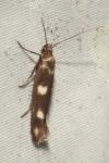 Scythris scopolella