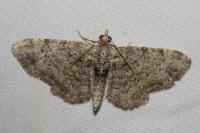 Pasiphila rectangulata