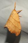Falcaria lacertinaria