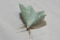 Jodis lactearia