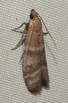 Vitula biviella