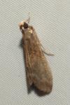 Eccopisa effractella
